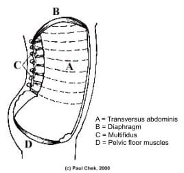 Lower Back Pain Role of Core Stabilizers